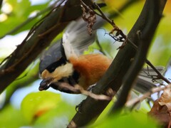 他で食べようっと！　　　　ヤマガラちゃん⑥