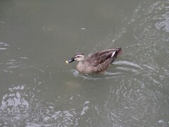 今朝のお散歩　鴨