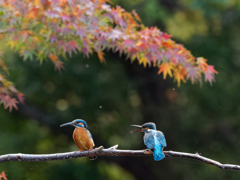 ここは私の止まり木よー！　出て行って～