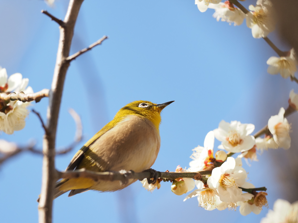 メジロ　　どの花の蜜が美味しいかな～