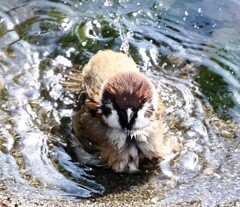 チャプチャプやっぱり気持ちいな皆もおいでよ(^^♪