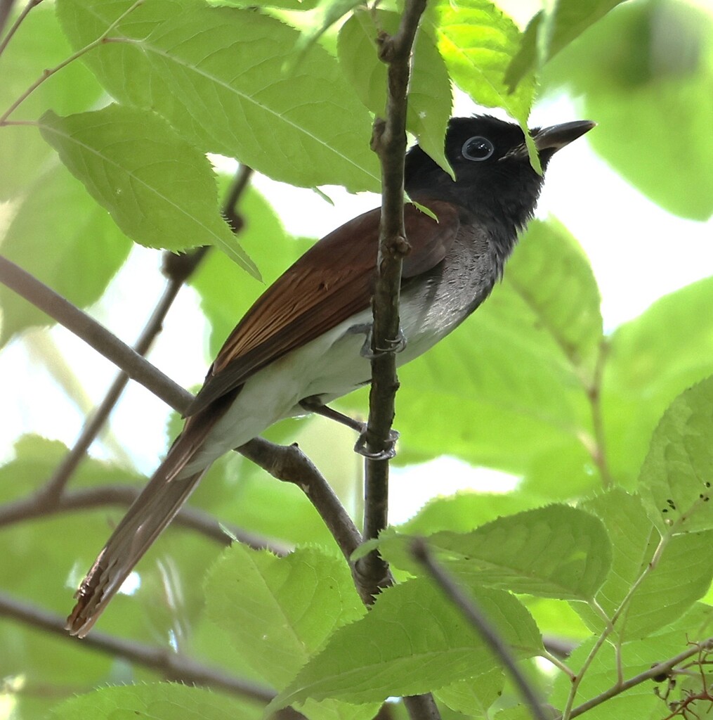 秋のサンコチョウさん