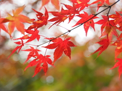 朝の雫が紅葉に纏う　伊那のオフ会にて