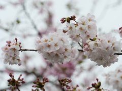 近所の散歩　桜