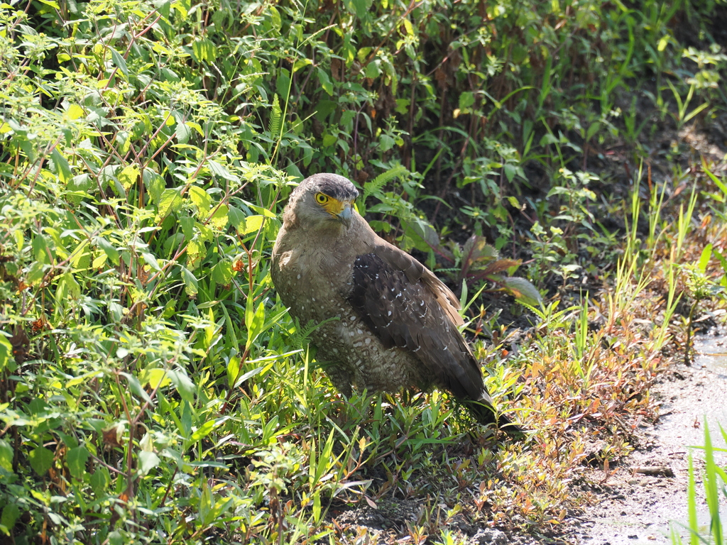 石垣島で見つけたカンムリワシ