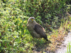 石垣島で見つけたカンムリワシ