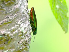 魅了するタマムシ