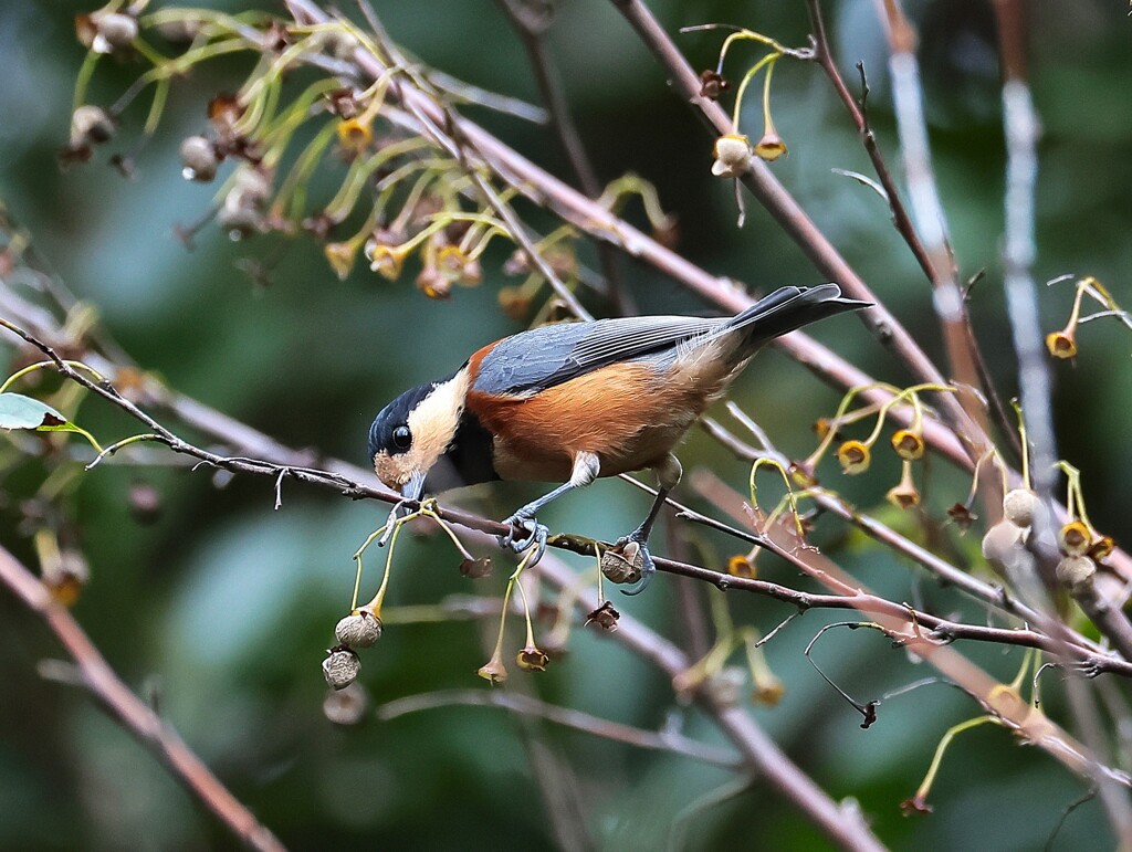 少しの間ヤマガラちゃん特集　(≧ڡ≦*)／実を見つけた？