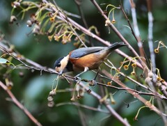 少しの間ヤマガラちゃん特集　(≧ڡ≦*)／実を見つけた？