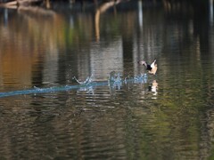 カンムリツブリさんに追われて水面を猛スピードで走るカイツブリさんⅠ