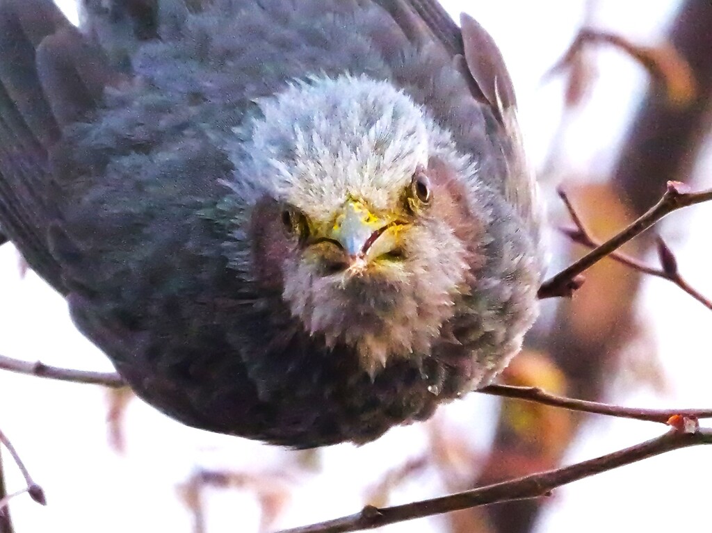 ヒヨドリ