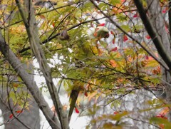 野生化したインコ　蜂を食べています。　甘くて美味しいな！