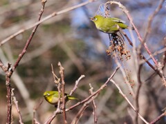 エナガ夫婦　③口の中で転がしてと　コロコロ