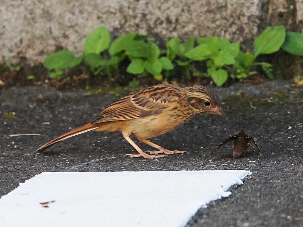 伊香保温泉　ホオジロさんの幼鳥も朝食に蛾を食べていた