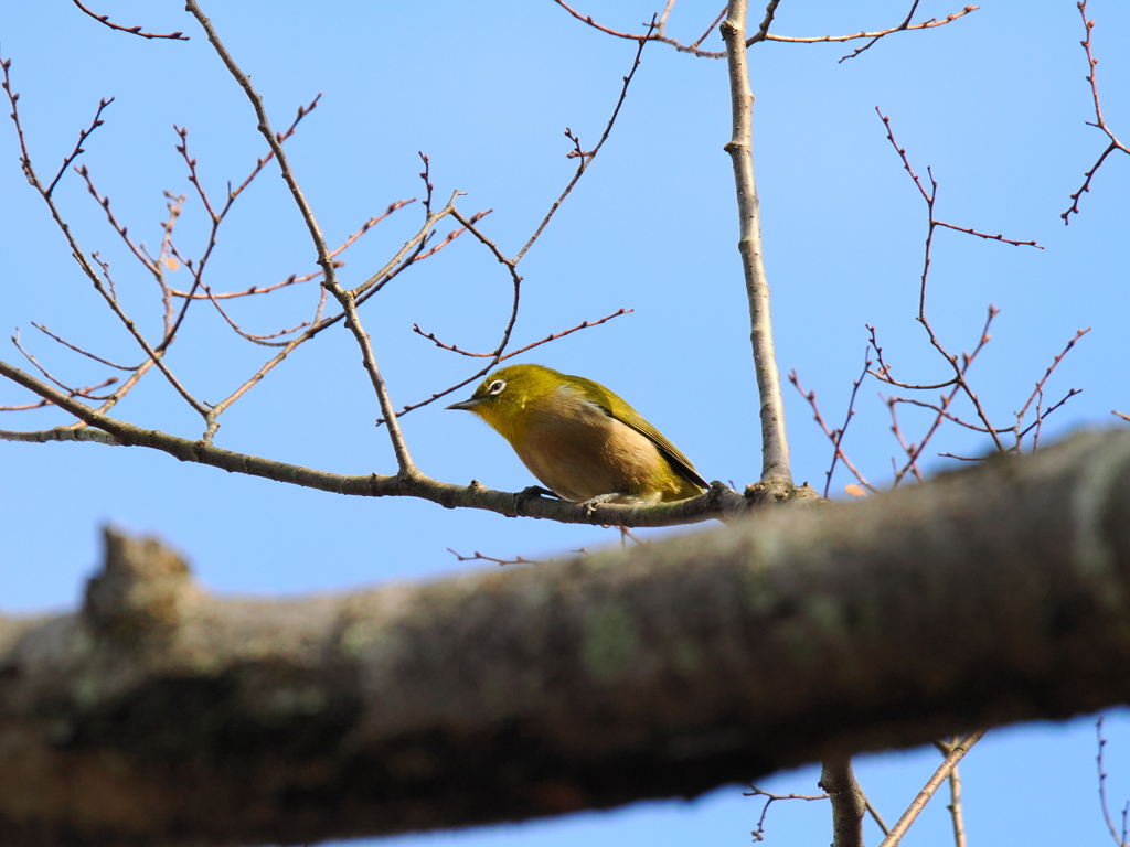 メジロ君も居た