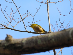 メジロ君も居た