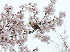 近所の散歩　桜とメジロ　Ⅰ