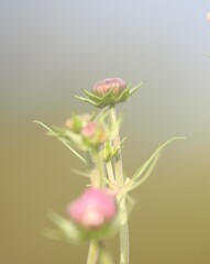 コスモスの蕾もかわいい
