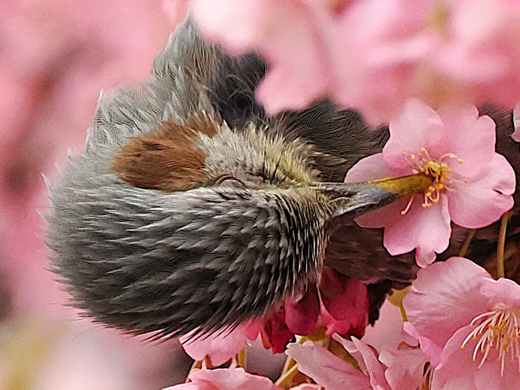 ヒヨちゃん及蜜中