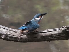 カワセミ君　　今回はトリミングのみ