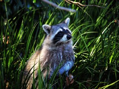 ＣＭさんに食べ物をねだっているようなアライグマさん