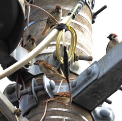 電信柱のトランスが私たちの新居です。(~_~;)