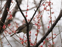 残っている蜜を丁寧に舐めようとするヒヨドリさん