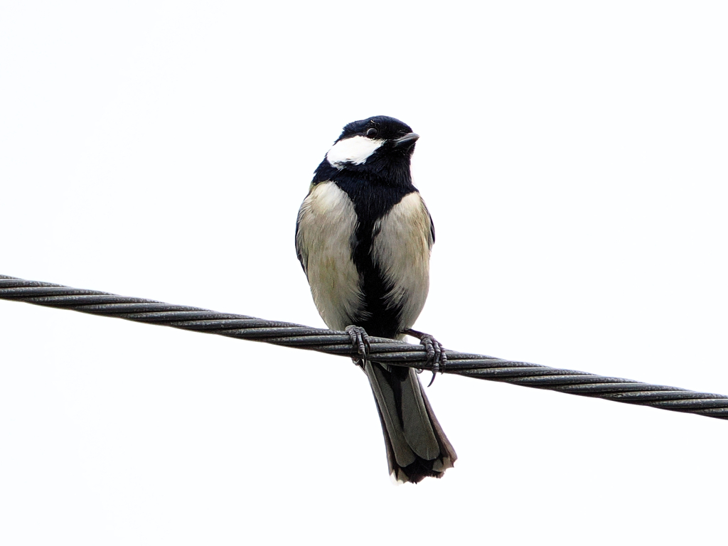涼しくなって帰って来てくれた野鳥さん達　只今～