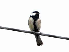 涼しくなって帰って来てくれた野鳥さん達　只今～