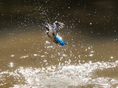 幼鳥カワちゃんの水遊び、離水　Ⅳ