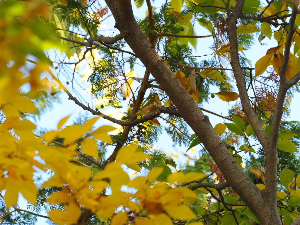 秋色に被るメジロちゃんⅡ