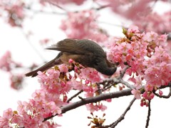 桜の蜜をペロペロするヒヨドリさん