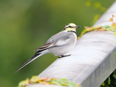 涼しくなって帰って来てくれた野鳥さん達　　　只今～
