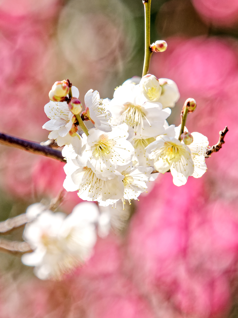 透ける花びらも美しい