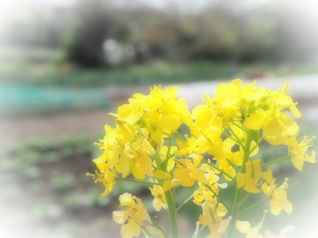 畑に咲く菜の花