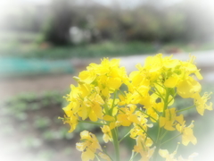 畑に咲く菜の花