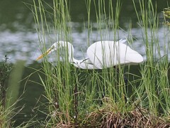 シラサギさんの餌探し