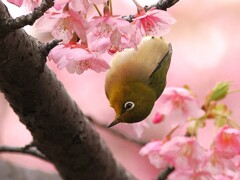 サクジロウ