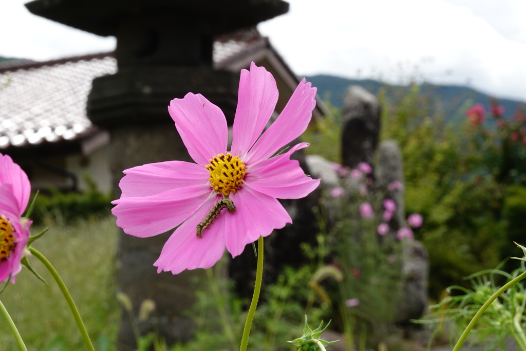 コスモスと道祖神