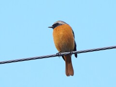 誰かを探しているのかな、ジョウビタキ♂君　高遠城址公園付近
