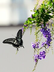 紫色の花とアゲハ蝶