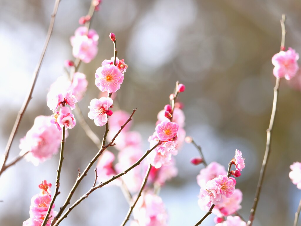 可愛く咲く