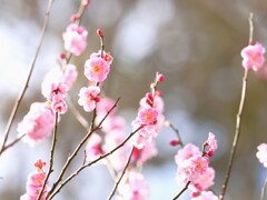 可愛く咲く