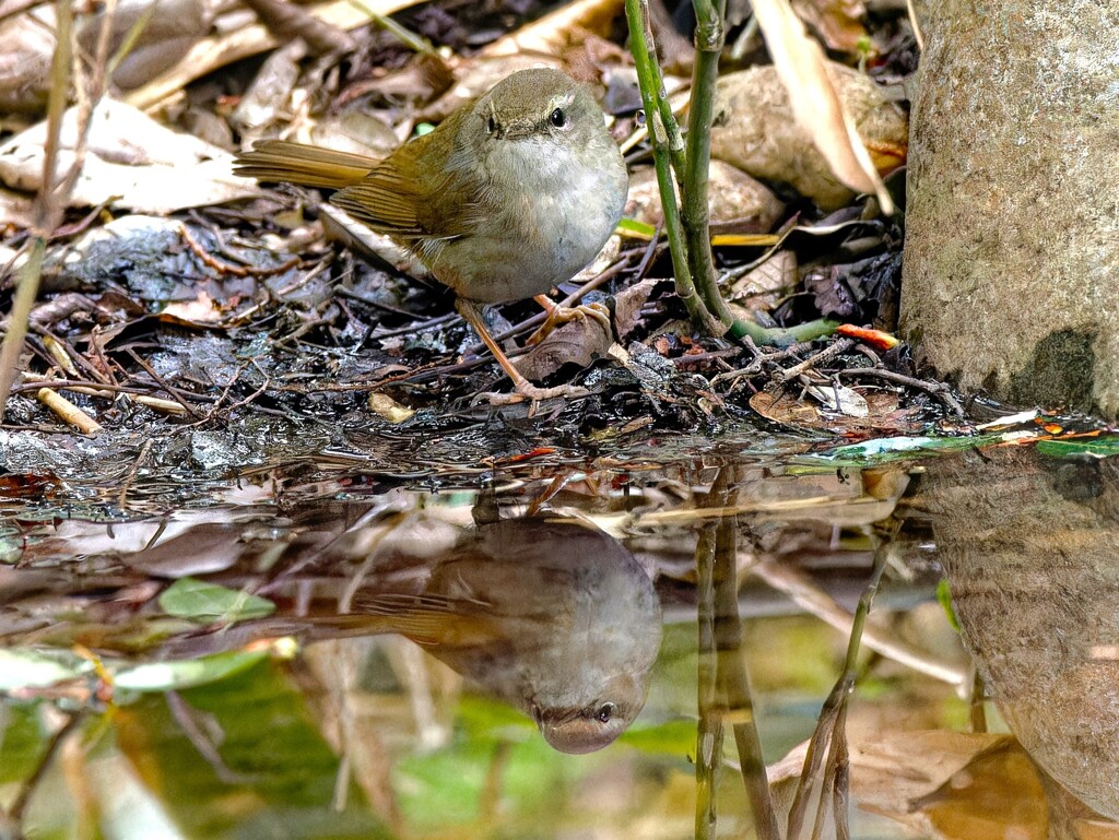 水辺に鏡写しな鶯さん