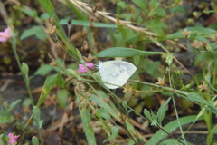 昨晩から雨、お腹すいた～～～