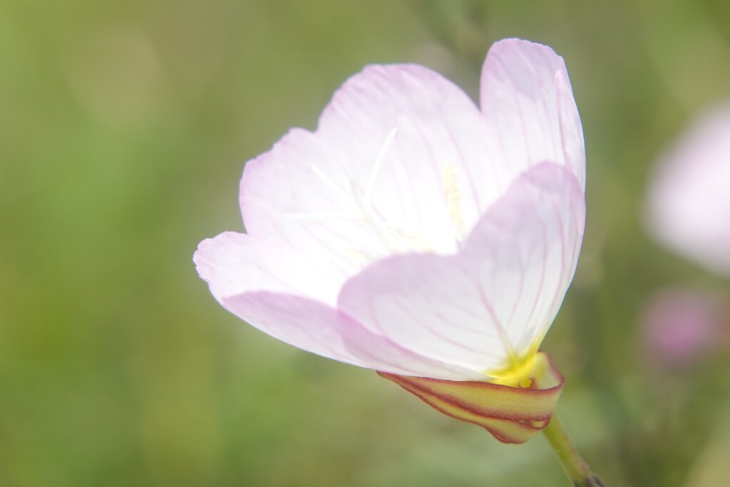 薄ピンクな可愛い花