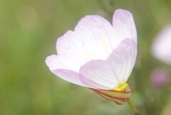 薄ピンクな可愛い花