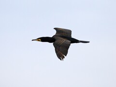 カワウ