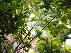 それじゃあ！　ワカケホンセイインコの物語Ⅱー４