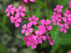 庭に咲いていた可愛いピンクの花